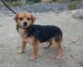 /album/perros-en-adopcion/bolo-jpg/