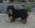 /album/perros-en-adopcion/mico-jpg/