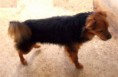 /album/perros-en-adopcion/a1-jpg2/